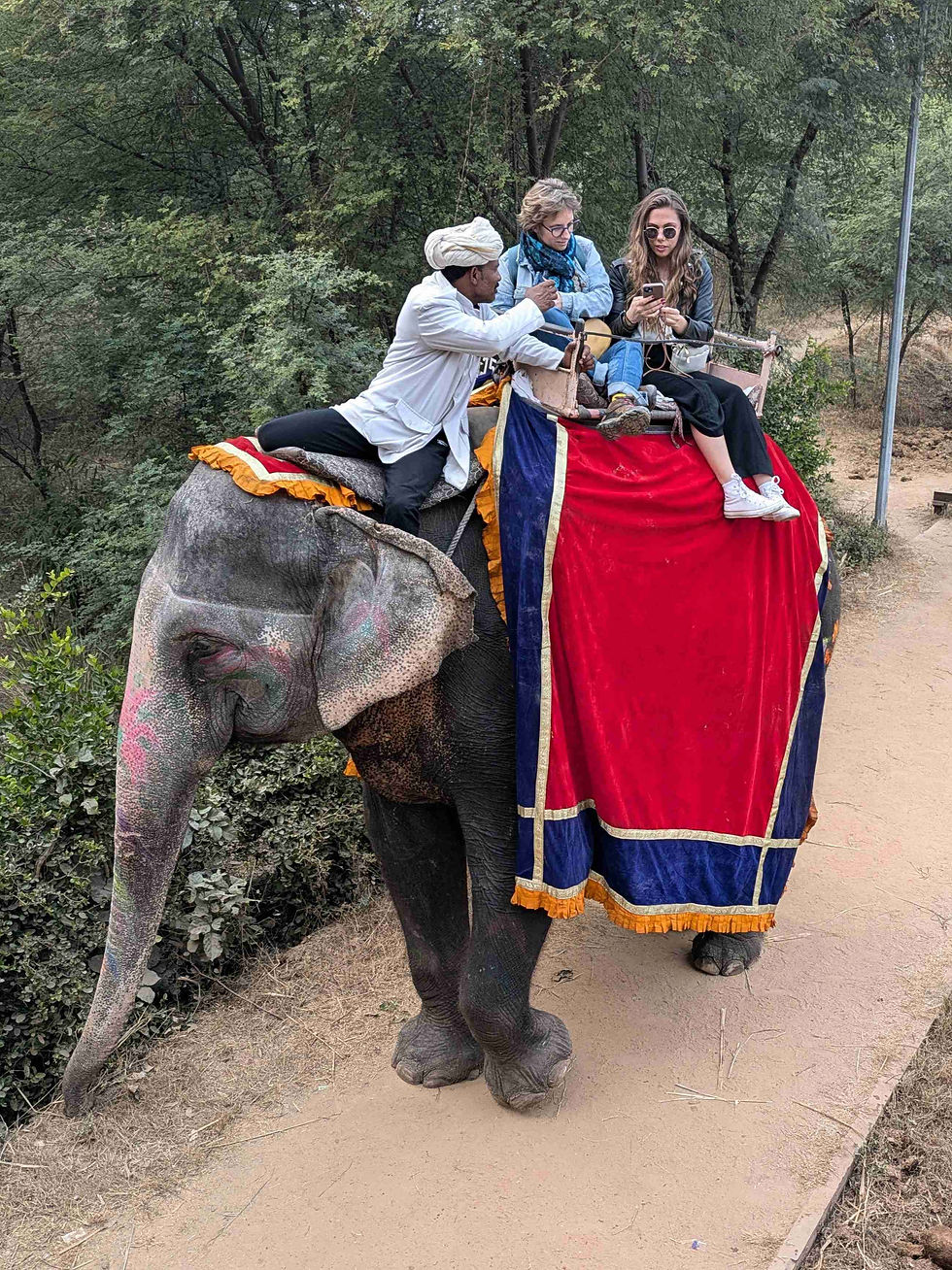 Balade en éléphant (3)