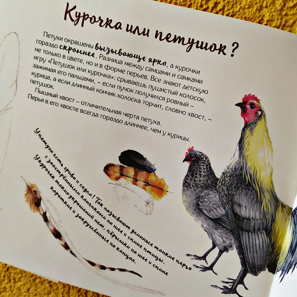 Прев'ю: Петух и Ко