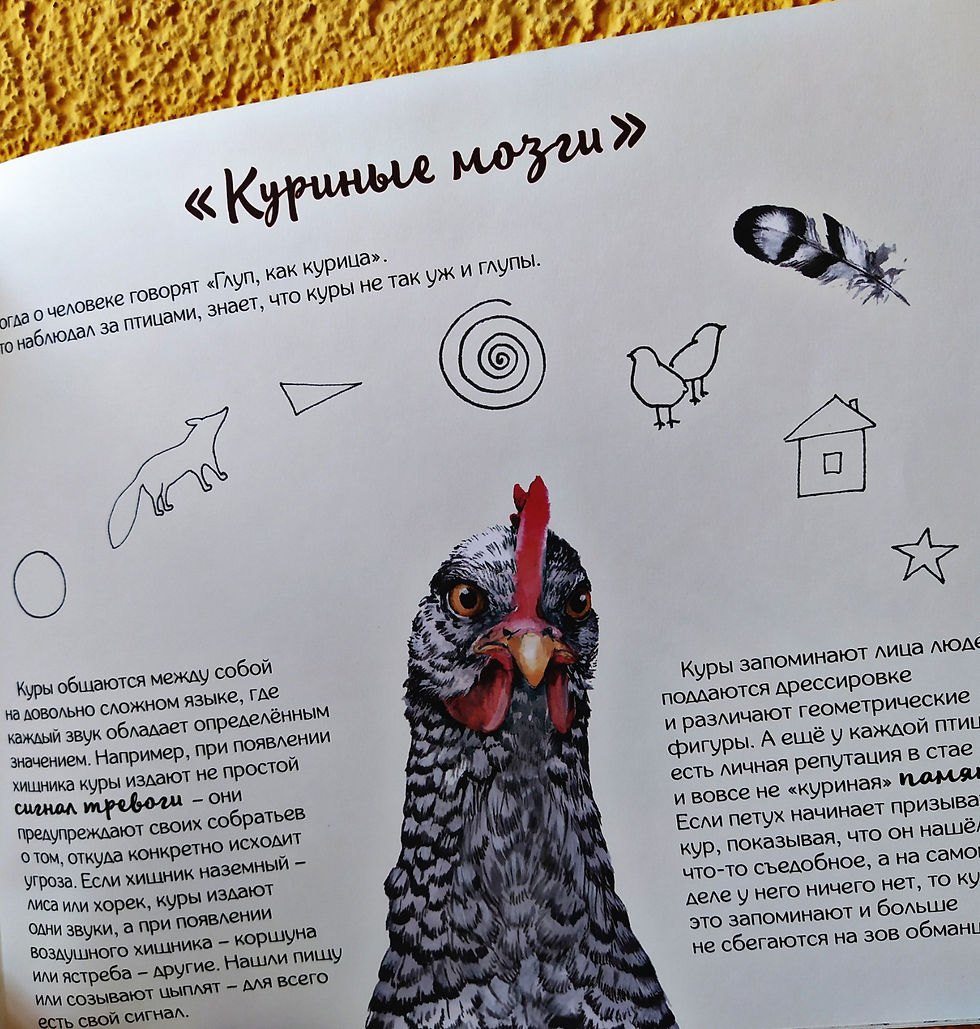 Прев'ю: Петух и Ко