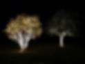 Lumieres Festives arbres2.JPG