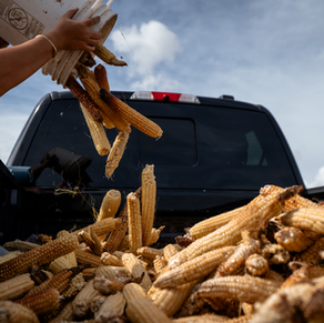 Corn in the back of the truck.