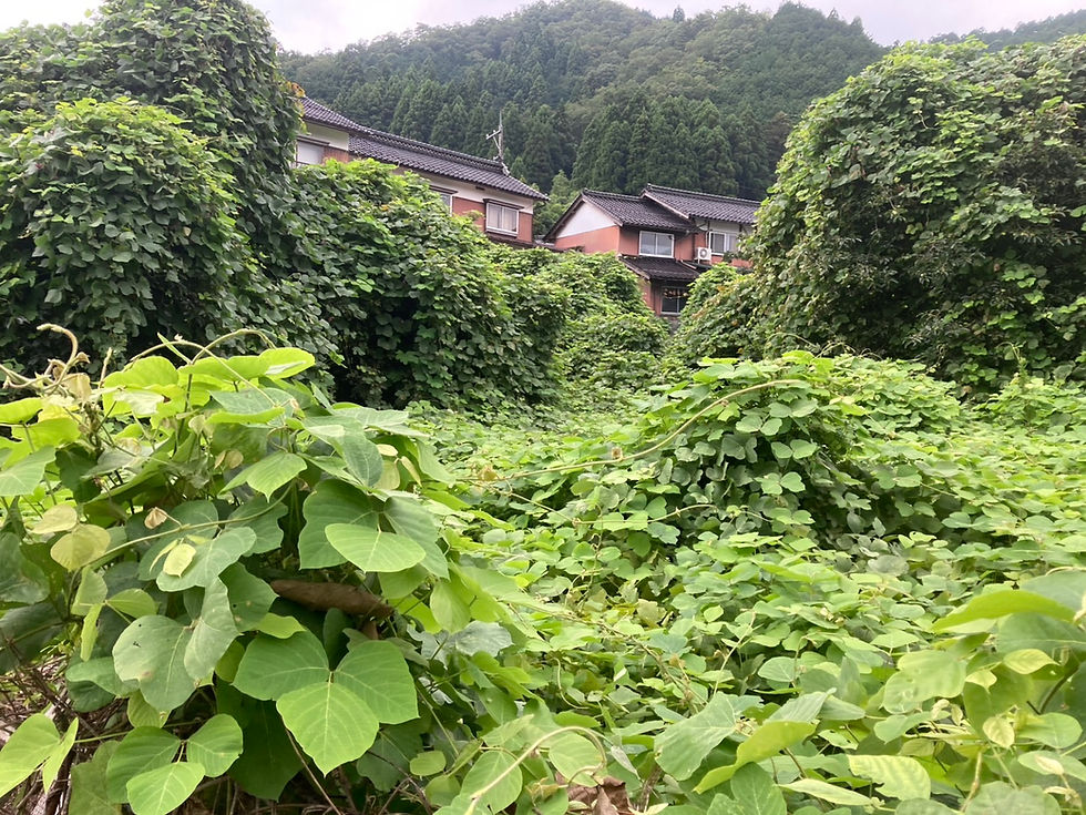 クズがまいた空き地