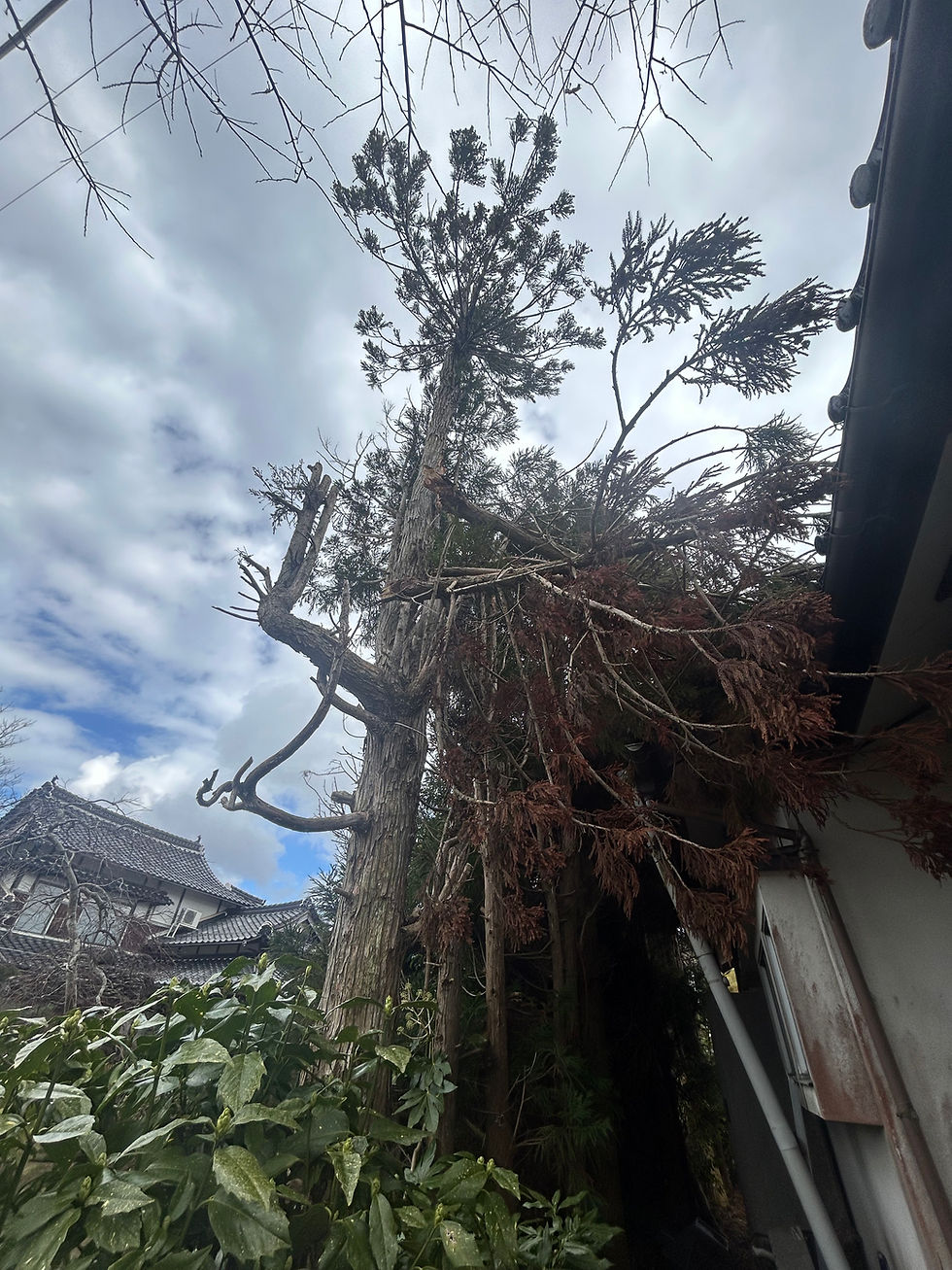 【夏限定】伐採・草刈りキャンペーン実施中