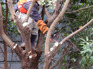 【秋限定】伐採・草刈りキャンペーン｜空き地・庭木整理はTHEシャドーワークス