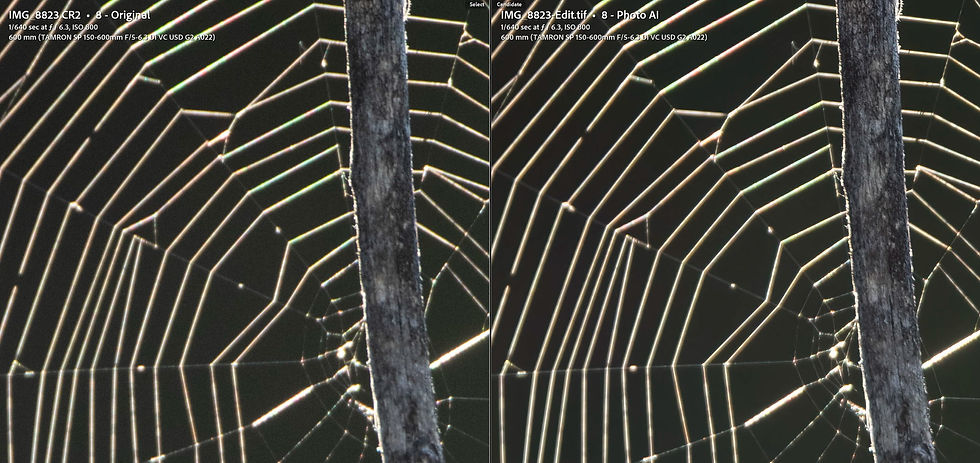 Topaz Photo AI results on slightly out of focus image of a spider web