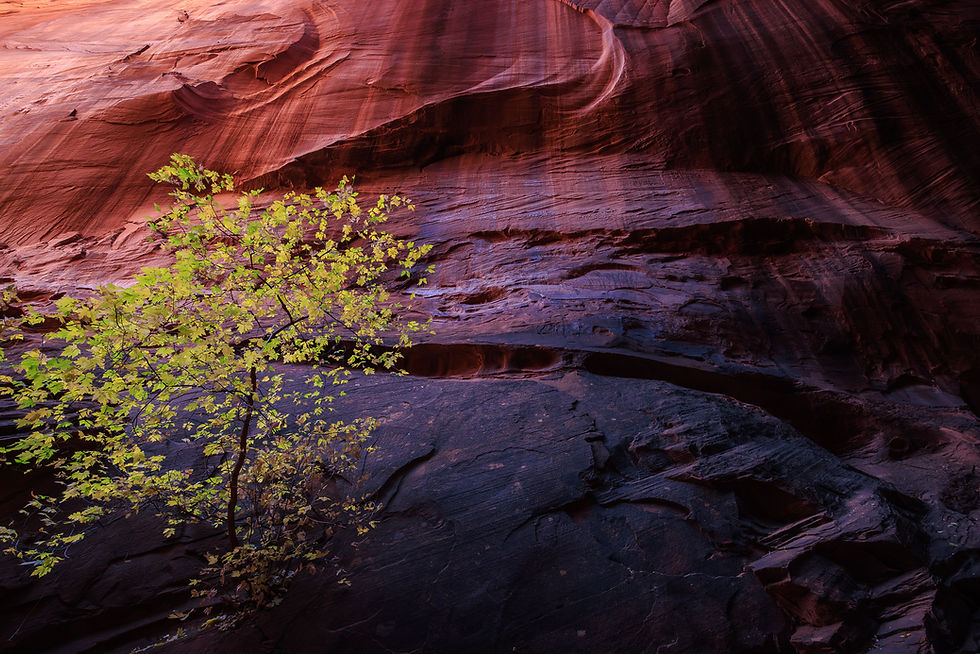 A tree with leaves changing from green to yellow, catching faint light from overhead in a narrow canyon. By Michael Rung