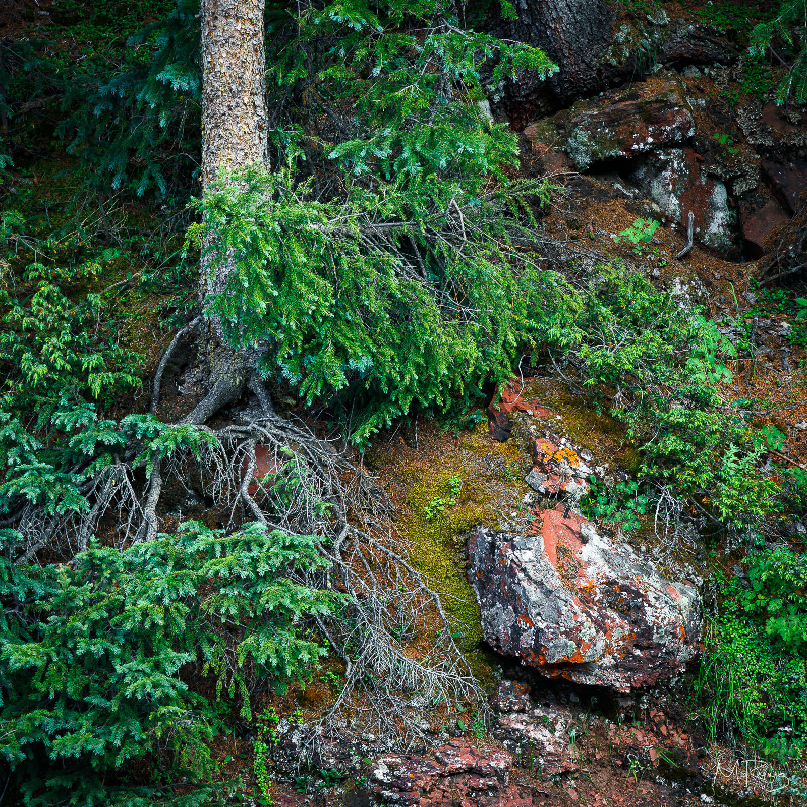 Lush green pine tree with exposed roots on a mossy, rocky hillside. The vibrant greenery contrasts with red and gray stones.