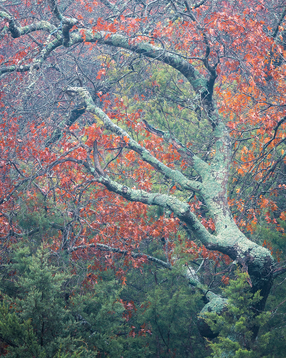 Twisted branches covered in lichen and orange leaves evoke a mystical forest atmosphere. By Michael Rung Photography