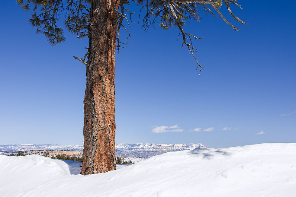 A large pine tree standing in deep snow along the rim of Bryce Canyon National Park