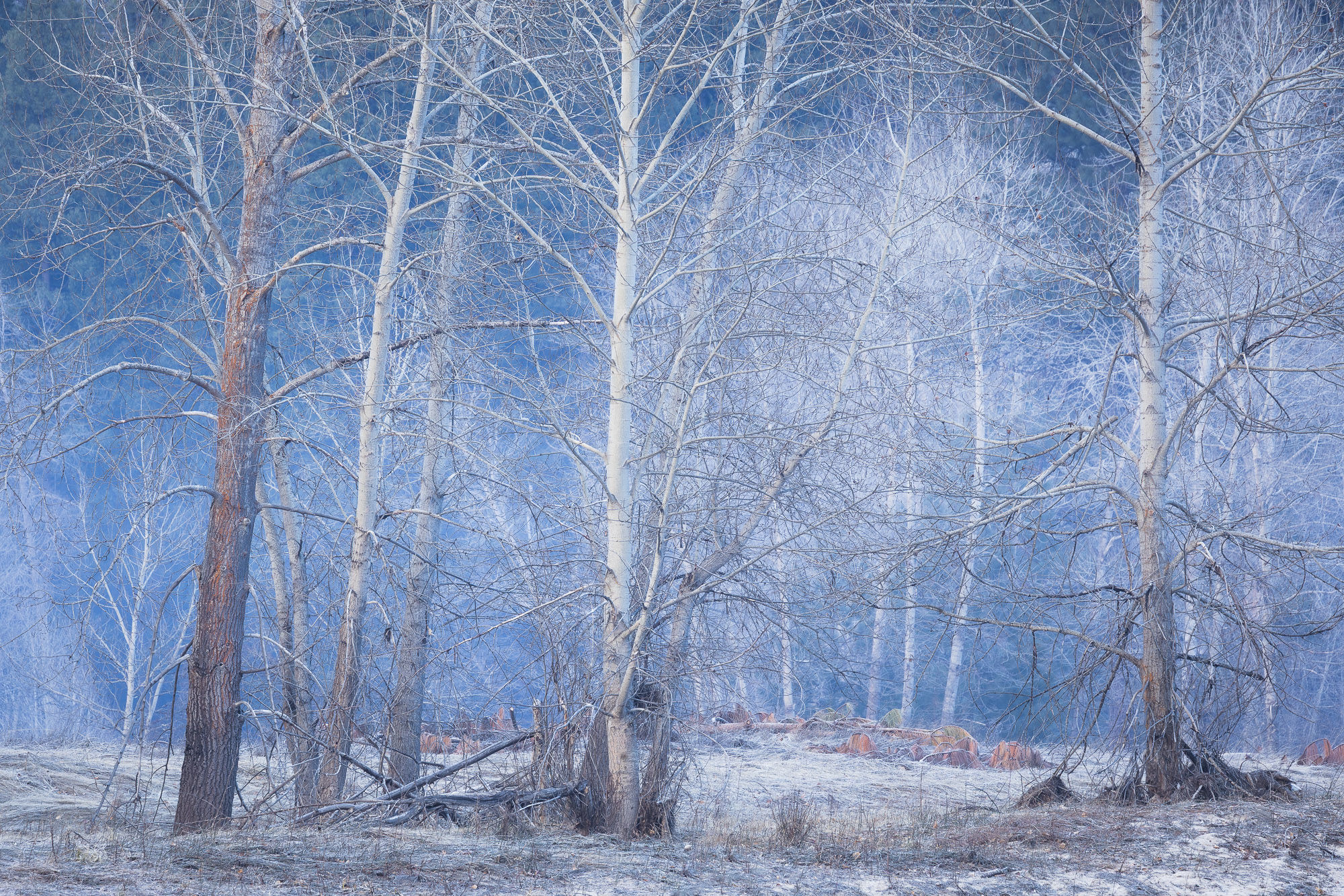 Bare trees stand quietly in a wintery meadow, offering a serene moment of stillness. By Michael Rung Photography