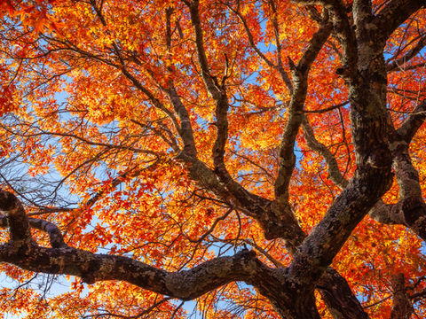 Episode 18 - Staying Local for your Nature Photography