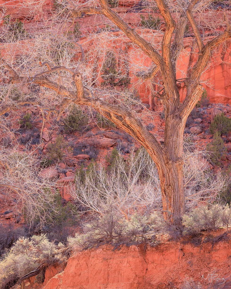 An old cottonwood tree bathed with glowing, reflected light with a reddish-orange canyon wall behind it in southern Utah