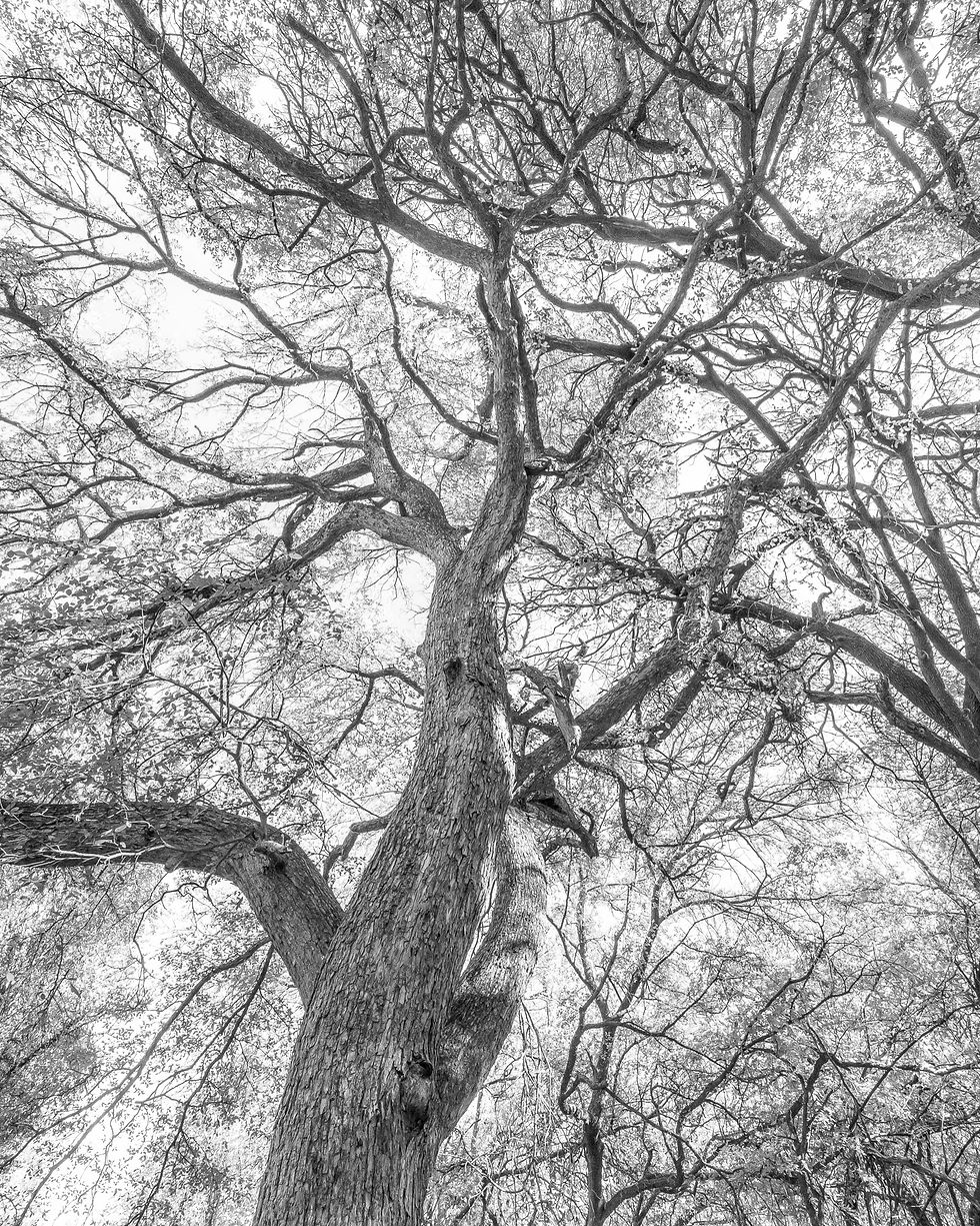 Black and white photo of towering oak trees at Eagle Mountain Park in Fort Worth, Texas