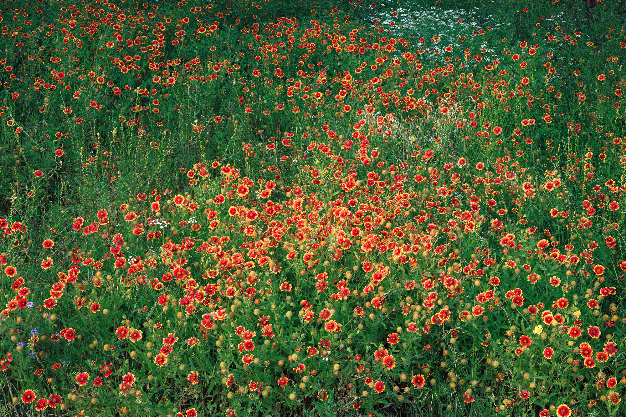 A vibrant field of red and yellow wildflowers in full bloom, creating a colorful, lush landscape. By Michael Rung Photography
