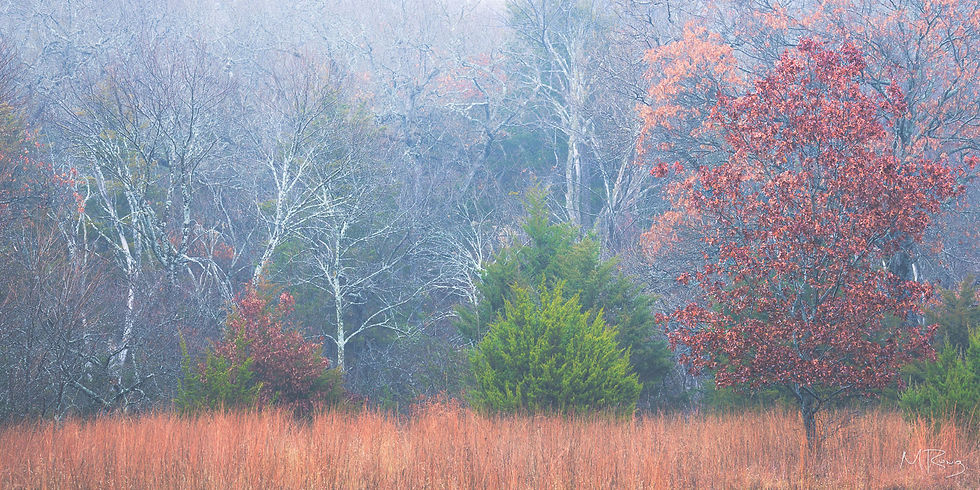 Muted autumn tones of red and orange trees stand in contrast to the pale forest backdrop. By Michael Rung Photography