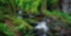 A serene stream flows through lush green forest with moss-covered rocks and ferns on the banks. By Michael Rung Photography