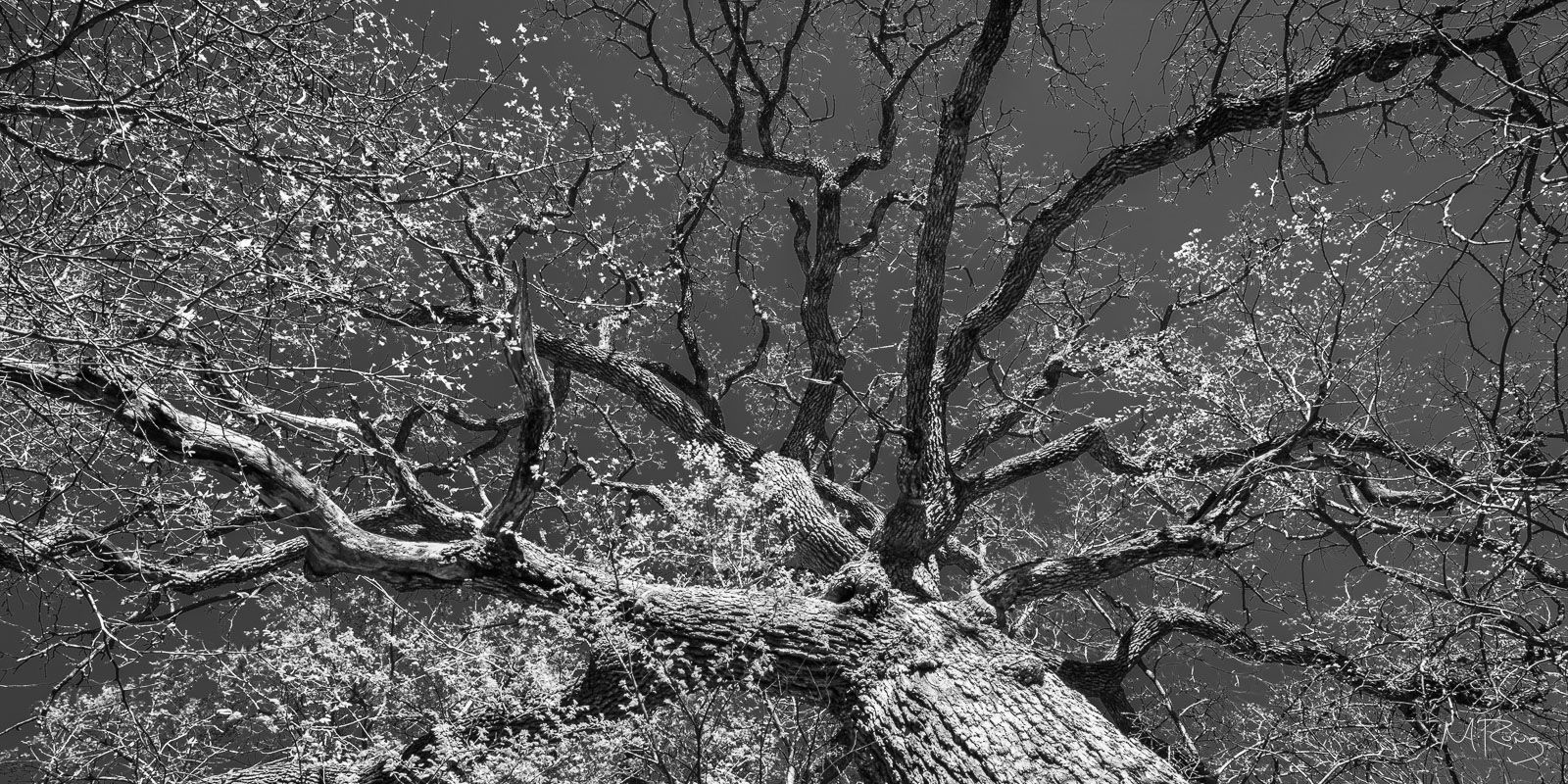 Black and white shot of a large tree with bare branches against the sky. Intricate branch patterns and textured bark dominate