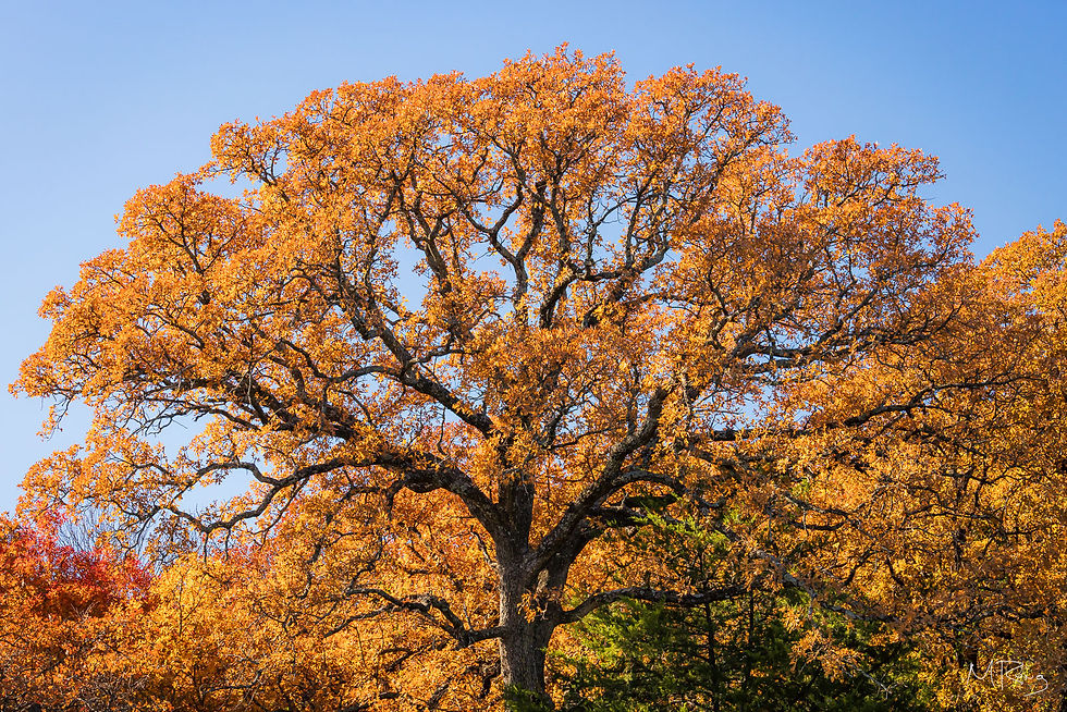 A golden oak tree during fall at Eagle Mountain Park in Fort Worth, Texas