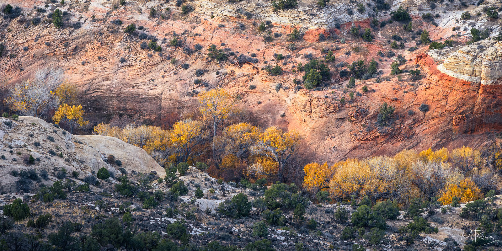 A canyon along Highway 12 in Utah filled with golden cottonwood trees in autumn. By Michael Rung Photography