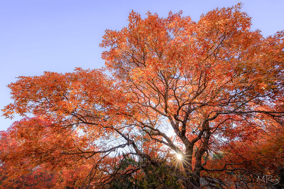 Amazing fall color and sun star in Fort Worth Texas, Eagle Mountain Park, by Michael Rung