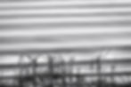 Black and white image of calm waters with tall grass in the foreground. Ripples create a serene and tranquil mood.