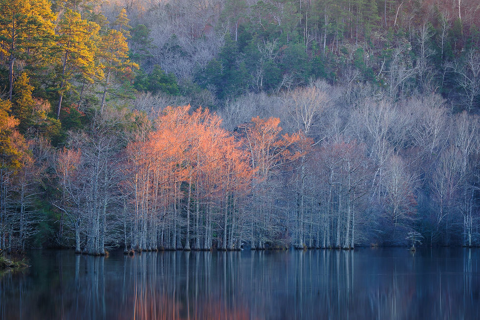 The last rays of sunlight illuminate bare trees on the surface of the Mountain Fork River in Oklahoma. By Michael Rung