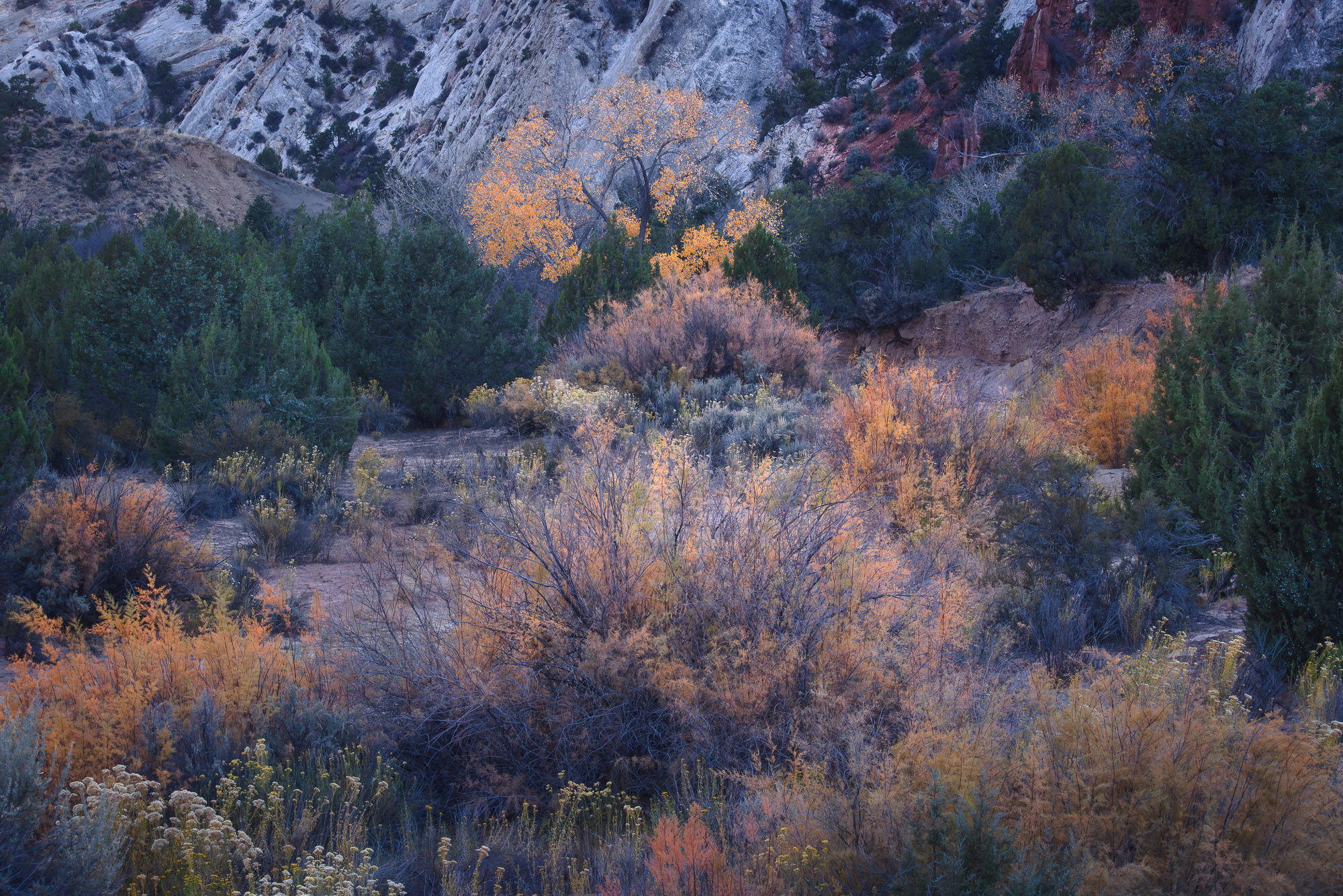 A large cottonwood capped in gold leaves sits in the distance as colorful foreground foliage draws the eye through the scene.