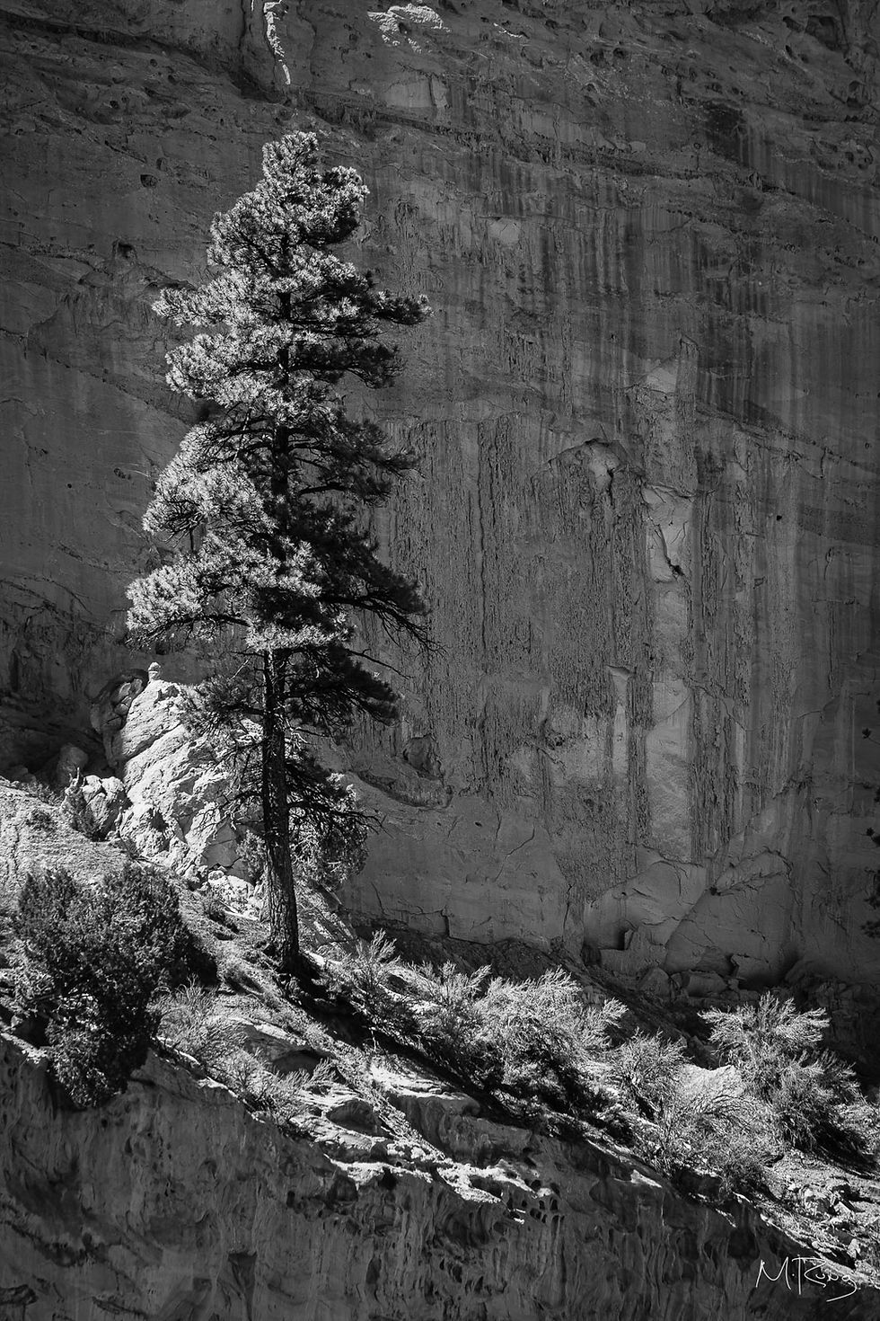 A black and white photo of a tall ponderosa pine lit from the side by the afternoon sun, set against a shadowed canyon wall