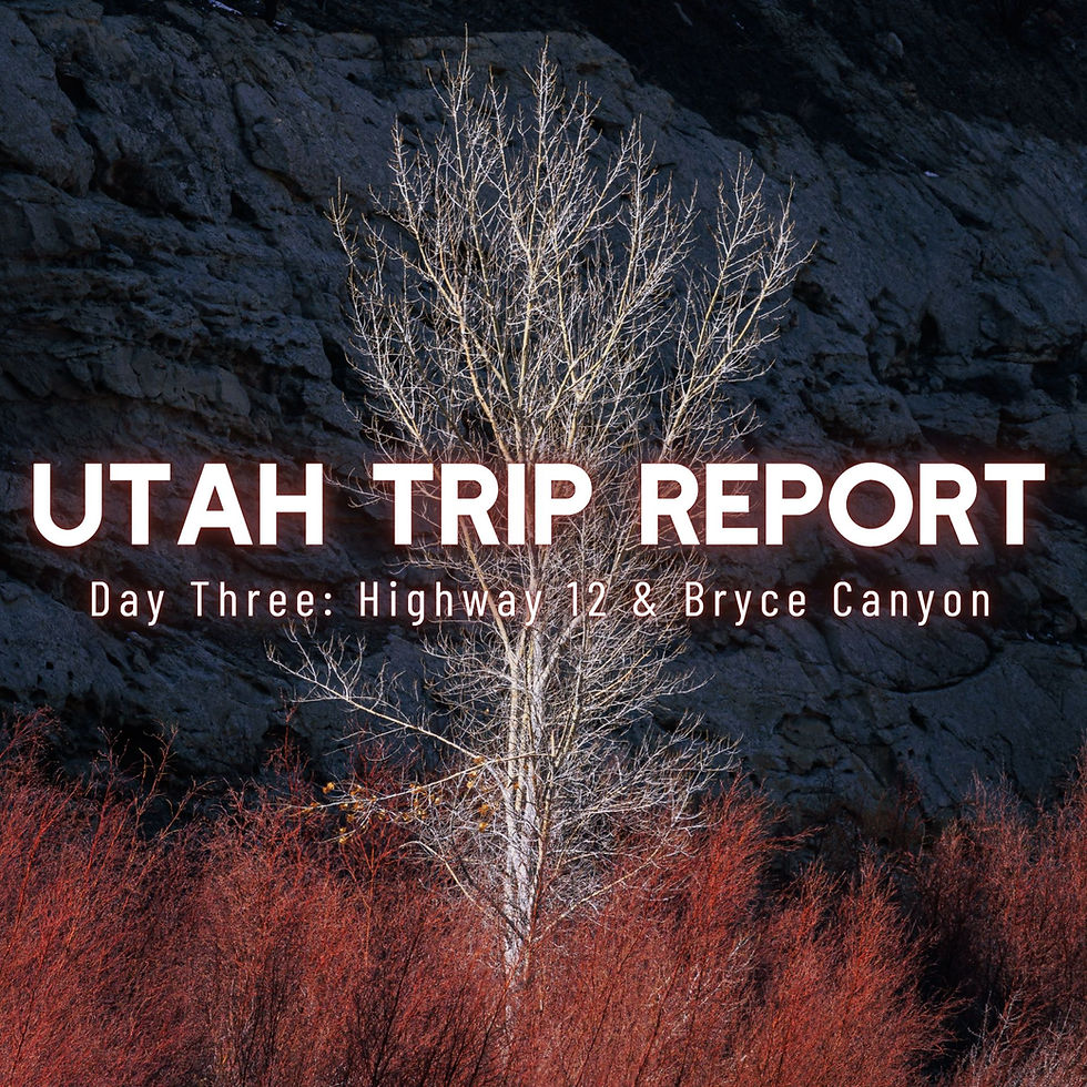 Utah Trip Report: Day Three / Highway 12 & Bryce Canyon