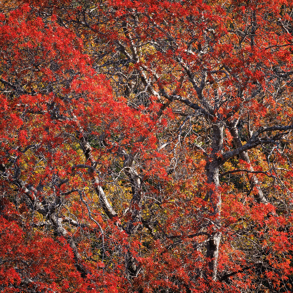 Vibrant red foliage during fall in Texas, Eagle Mountain Park, by Michael Rung