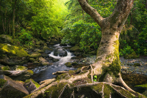 A tree clinging to the bank of the Owengarriff River in Killarney National Park in Ireland