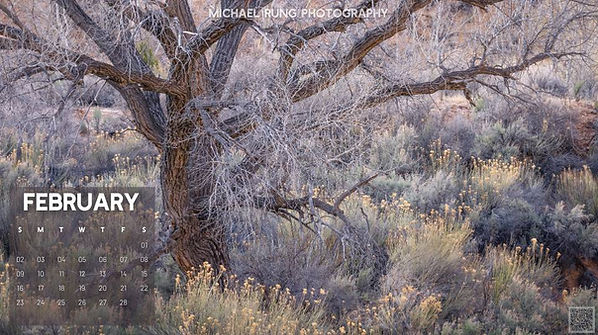 An ancient cottonwood in southern Utah