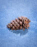 A lone pinecone frozen onto the textured icy surface of the Merced River. By Michael Rung Photography