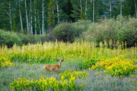 A buck stands amidst vibrant purple and yellow wildflowers with aspen trees in the background.