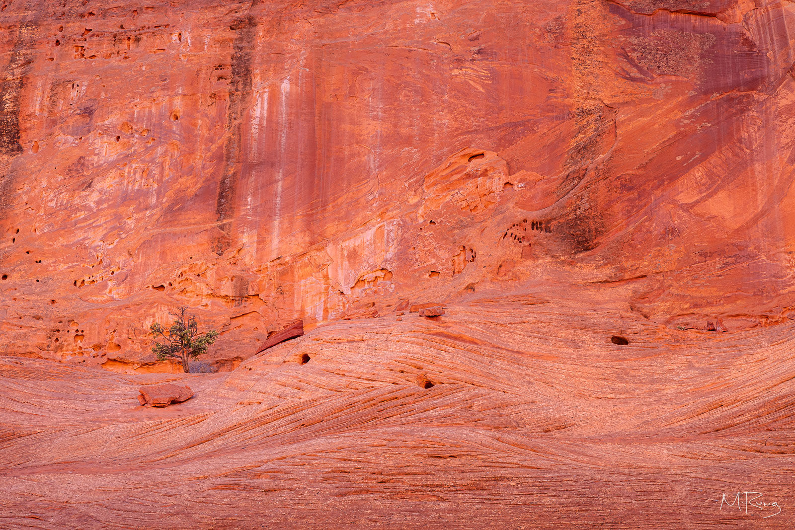 A small, lone pine tree set against a warm canyon wall with swooping textures along the Burr Trail in Utah