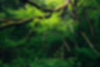 Bright green foliage emerges from the tangle of a fallen tree deep in a lush Irish woodland.