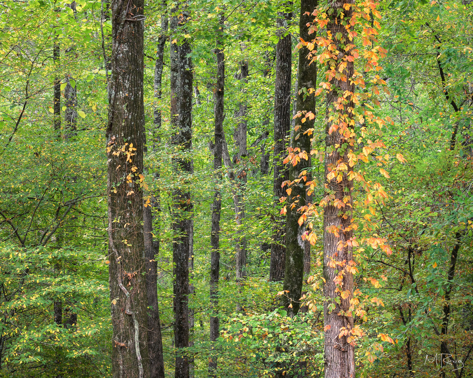 A photo looking into a green woodland with a brilliant orange vine climbing a tree in the foreground at Beavers Bend