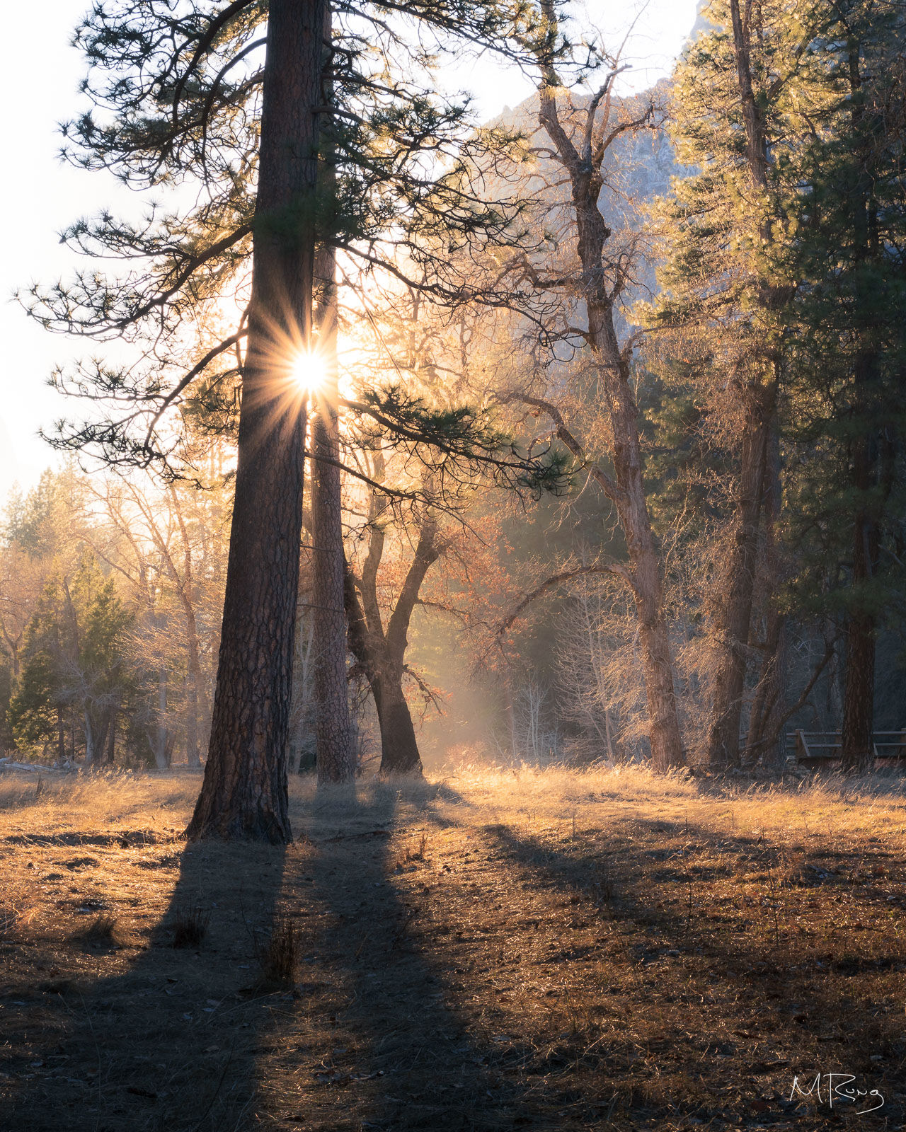 Sunlight bursts through trees in Yosemite Valley, casting long shadows and illuminating the forest floor. By Michael Rung