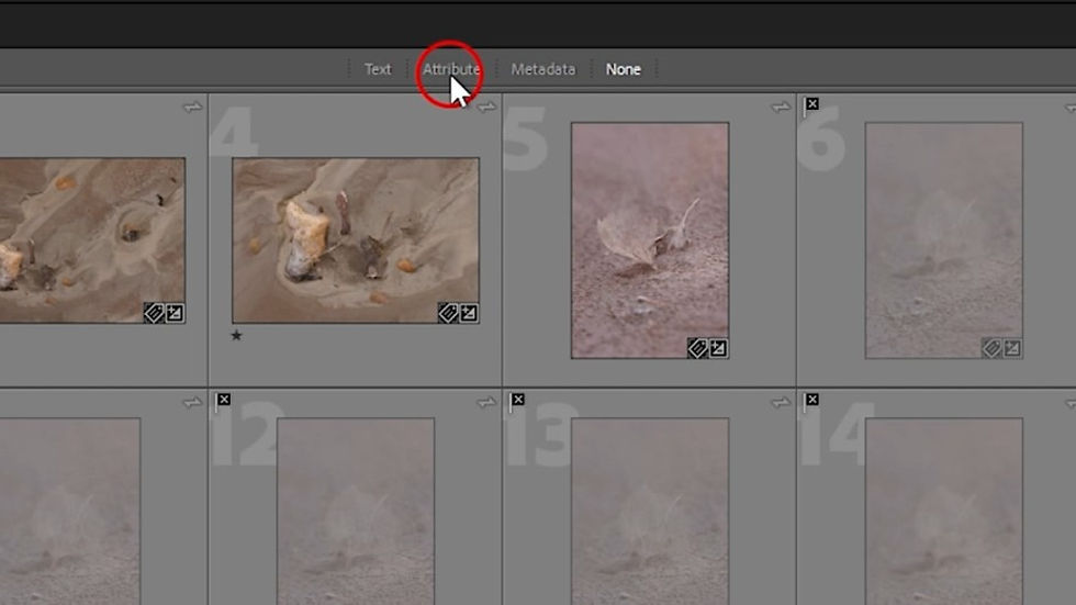 Thumbnail grid of images in Lightroom Classic with mouse cursor over "Attribute" tab.
