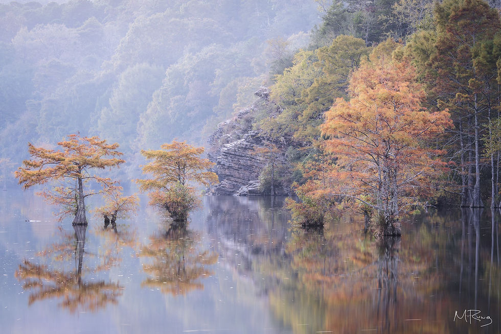 Golden cypress trees standing in the middle of the Mountain Fork River during blue hour at Beavers Bend State Park, Oklahoma