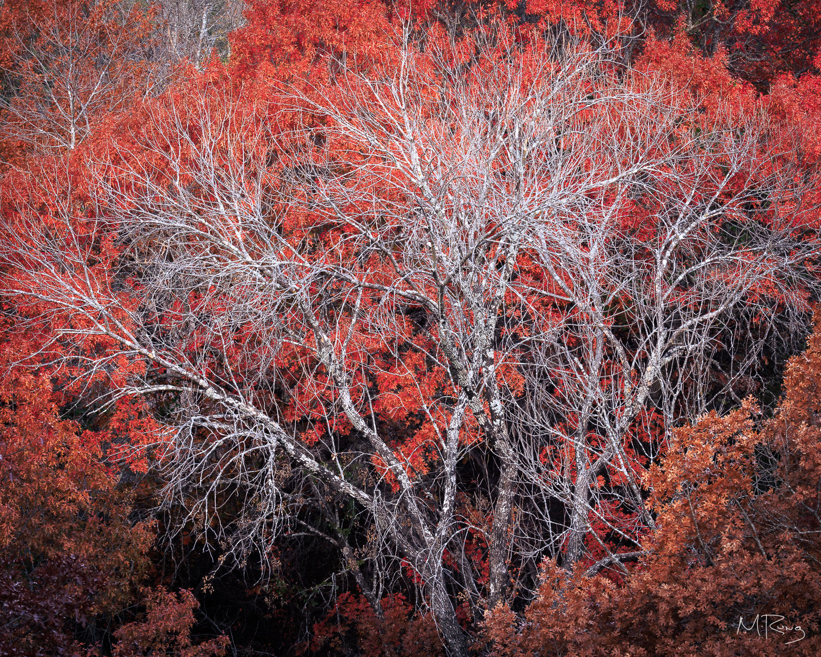 Skeletal tree standing in front of red fall foliage, Eagle Mountain Park Texas, by Michael Rung