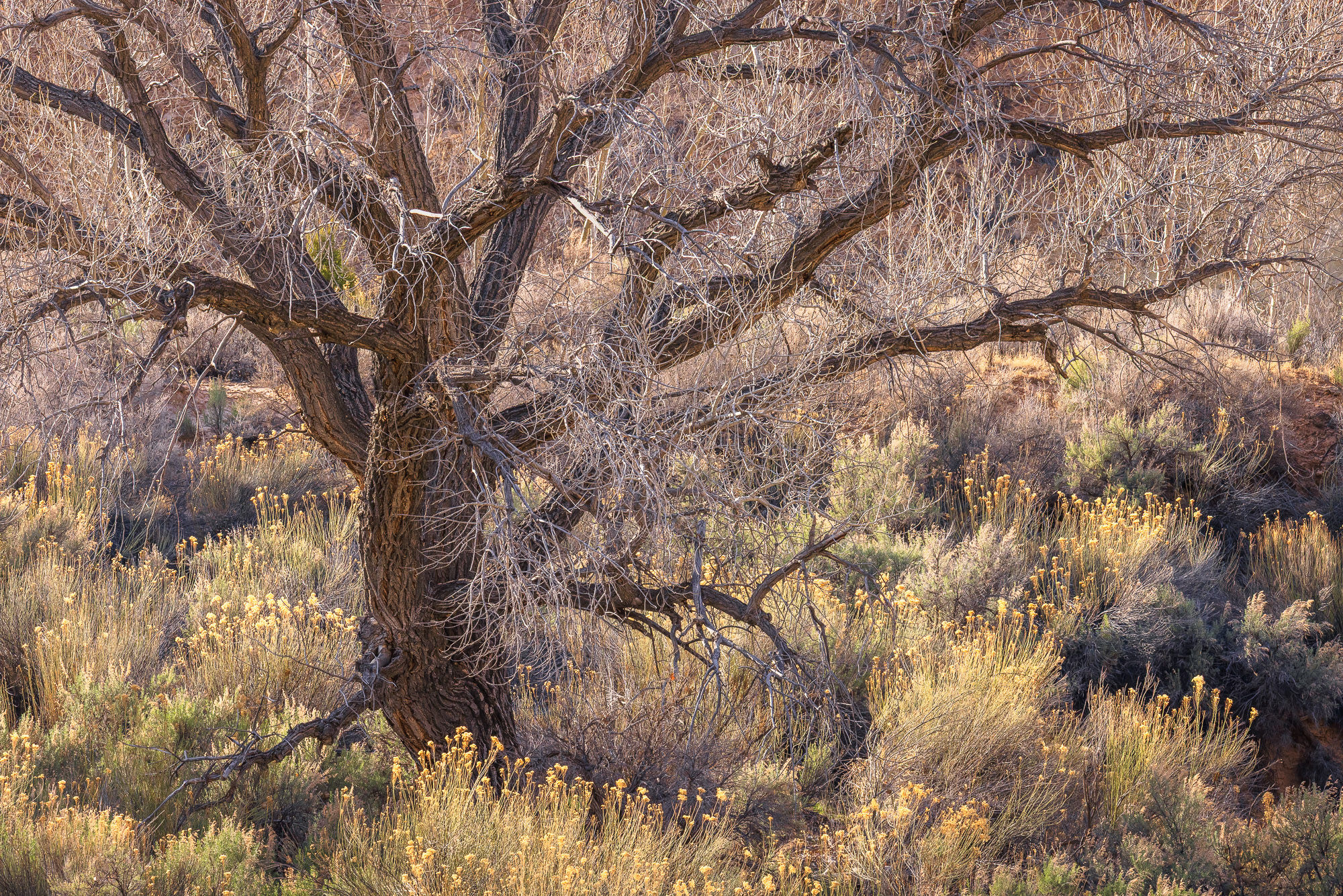 An ancient, twisted cottonwood tree and flowering grasses bathed in warm afternoon light in southern Utah. By Michael Rung