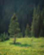 A lone pine stands in a sunlit meadow, surrounded by a dense forest of tall evergreens. The scene is peaceful.