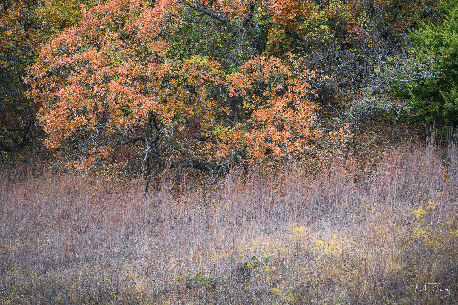 Autumn scene with vibrant orange and green foliage on trees. Dense brown grass covers the ground, creating a peaceful setting