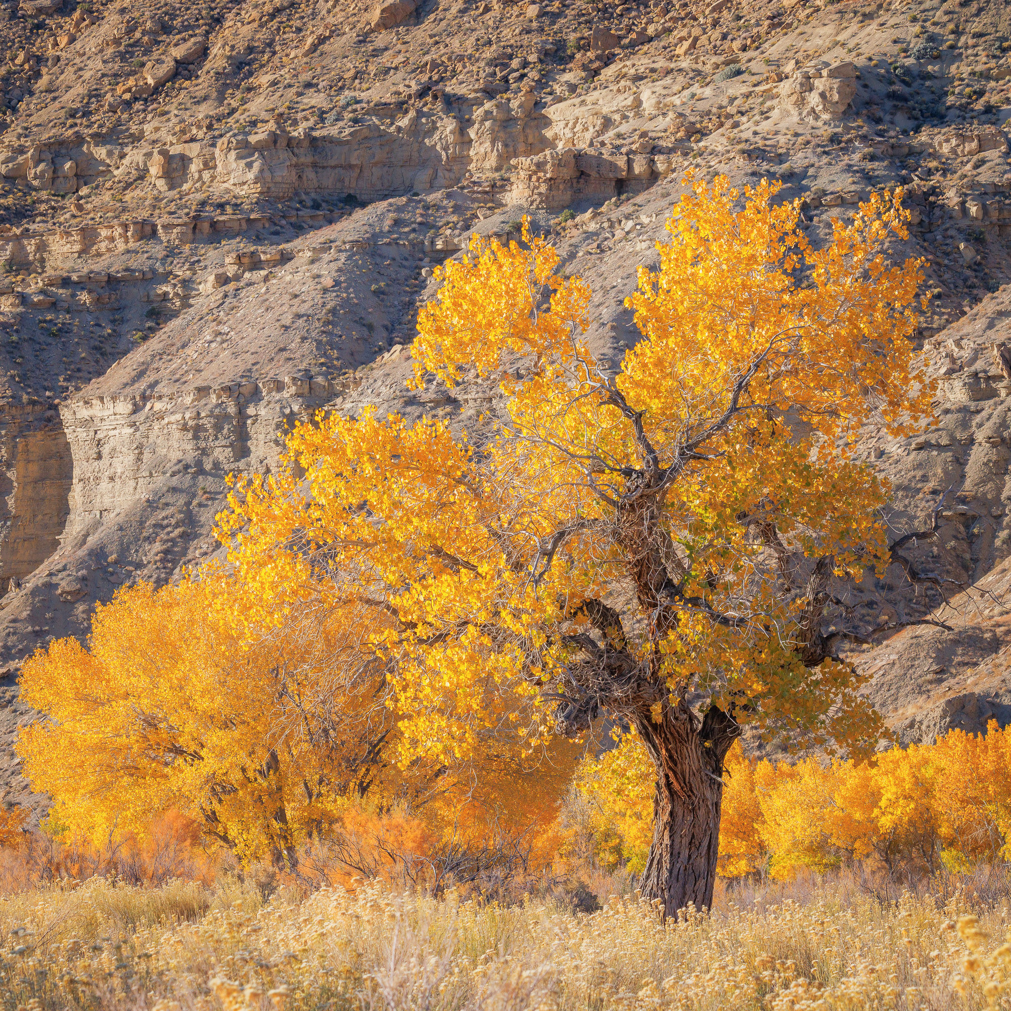 A golden, giant cottonwood tree framed by more vibrant trees in the background along Cottonwood Canyon Road. By Michael Rung