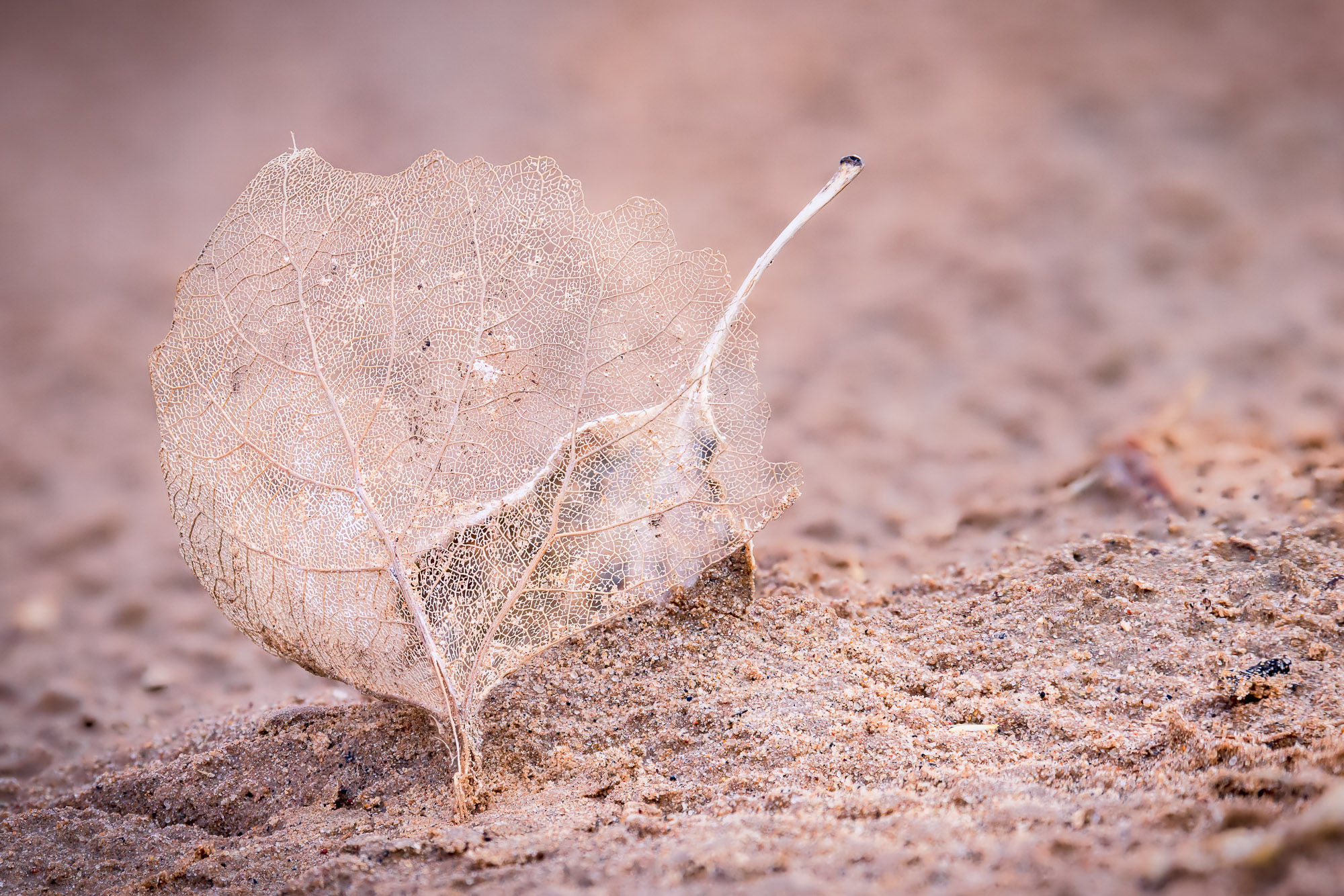 Delicate, skeletal leaf standing upright on sandy ground along the Paria River in southern Utah. By Michael Rung Photography