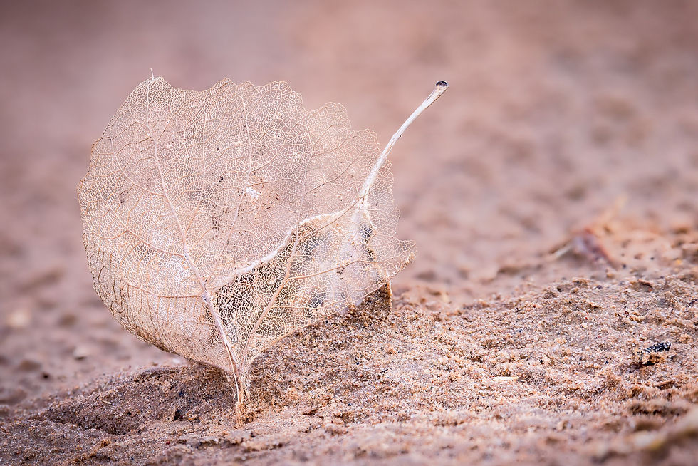 Delicate, skeletal leaf standing upright on sandy ground along the Paria River in southern Utah. By Michael Rung Photography