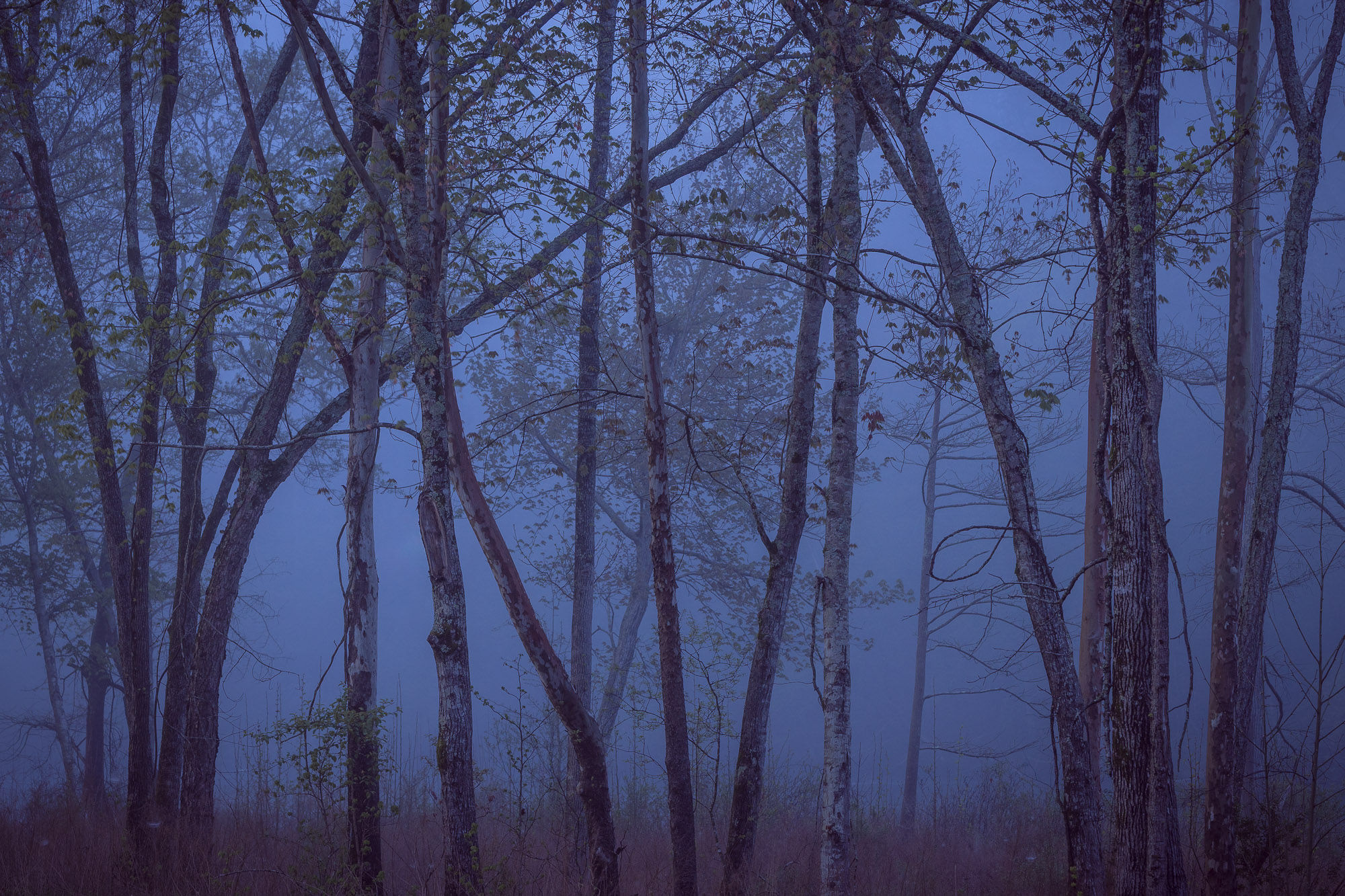 Trees stand in the quiet stillness of dawn, wrapped in the soft blue hues of morning fog. By Michael Rung Photography