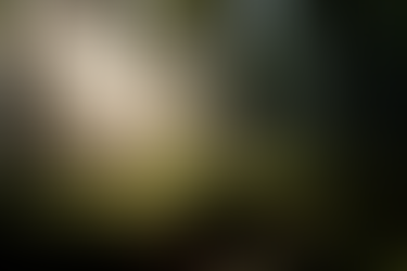 AI-generated photo of sunbeams in a forest with backlit ferns