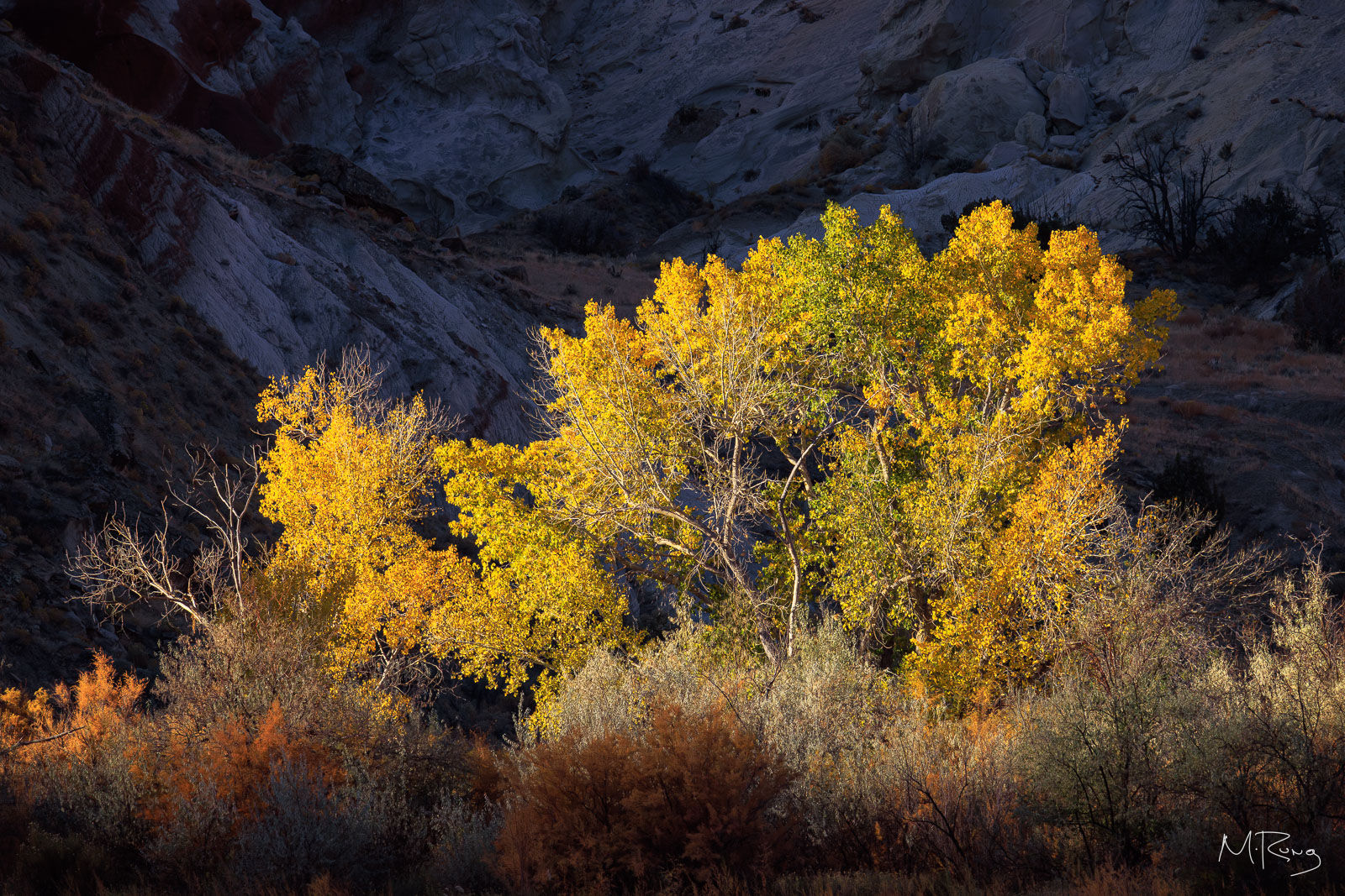 Sunlit golden leaves stand out against a shadowed hillside along Cottonwood Canyon Road. By Michael Rung Photography